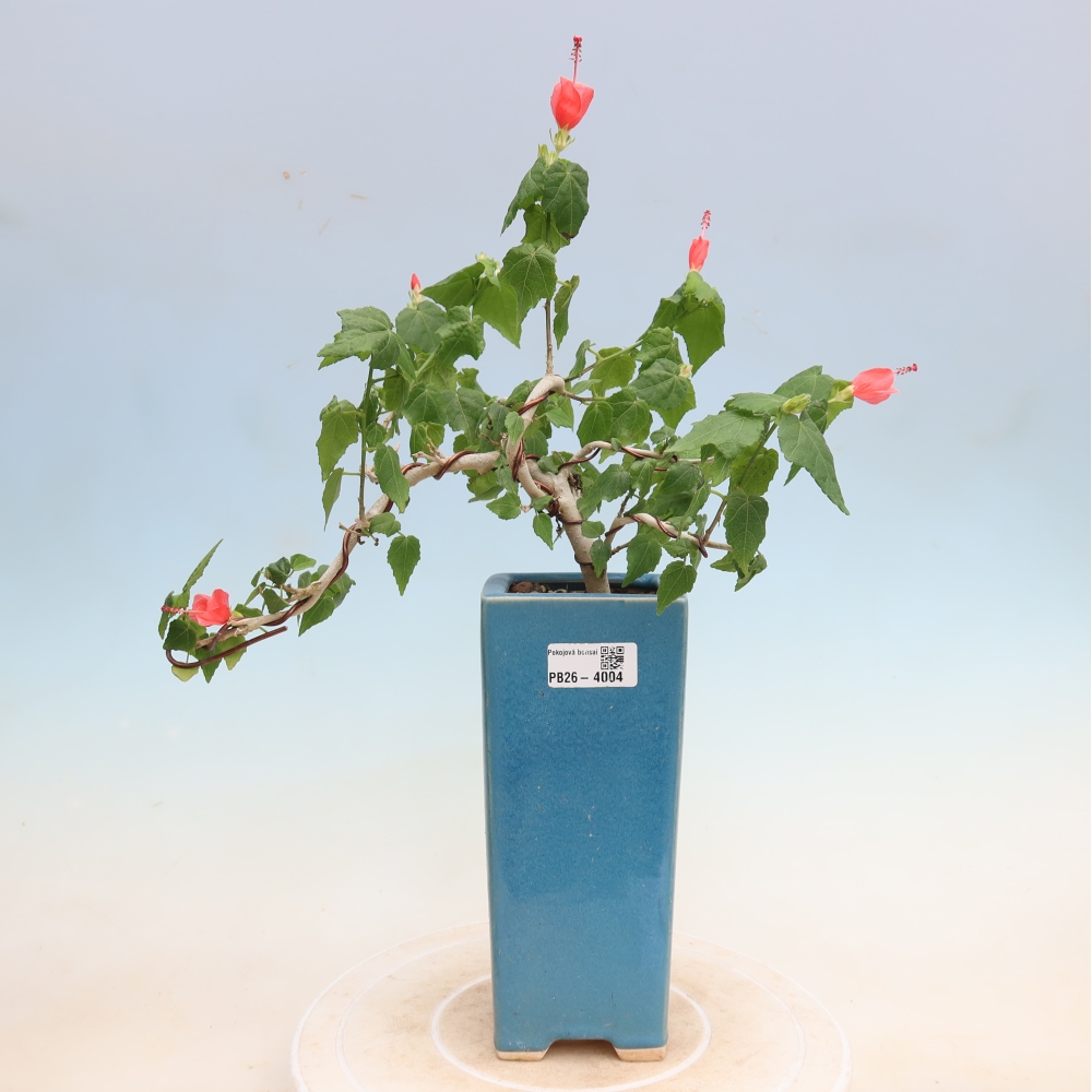 Zimmerbonsai - Malvaviscus arboreus