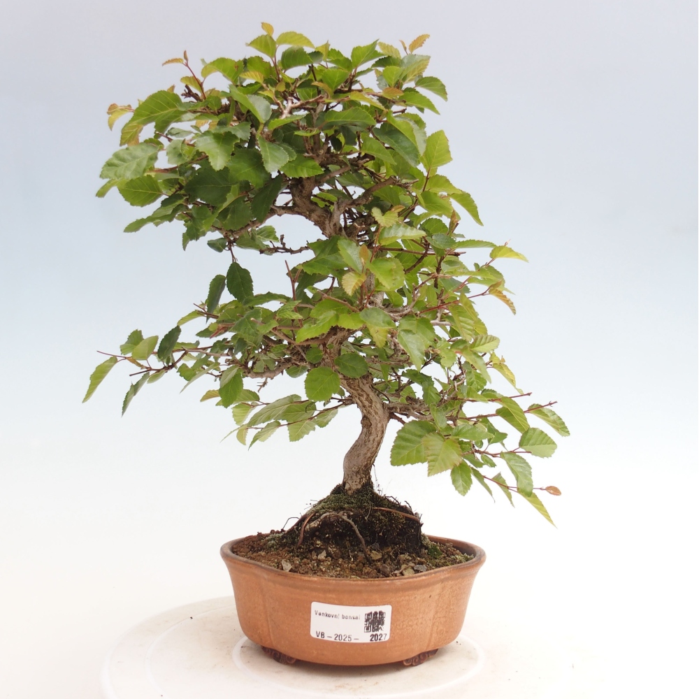 Bonsai im Freien -Carpinus CARPINOIDES - Koreanische Hainbuche