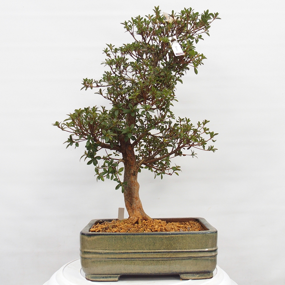 Bonsai für draußen - Japanische Azalee - Azalee Hanatsuzuri