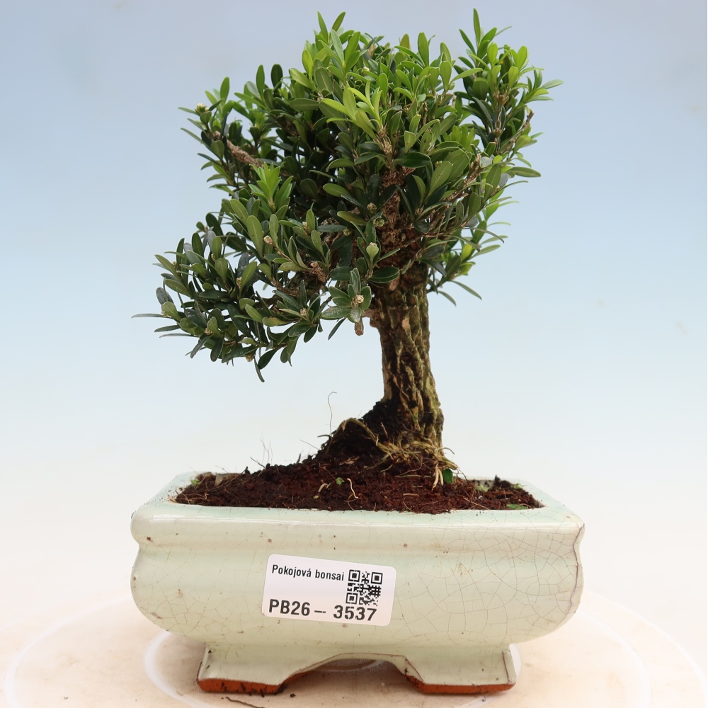 Zimmer Bonsai - Buxus harlandii - Korkbuxus