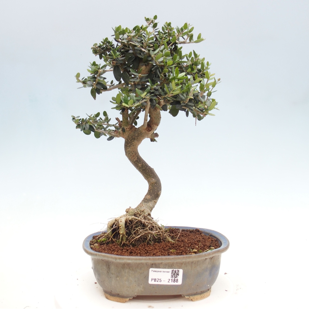 Indoor-Bonsai - Olea europaea sylvestris - Europäisches kleinblättriges Olivenöl