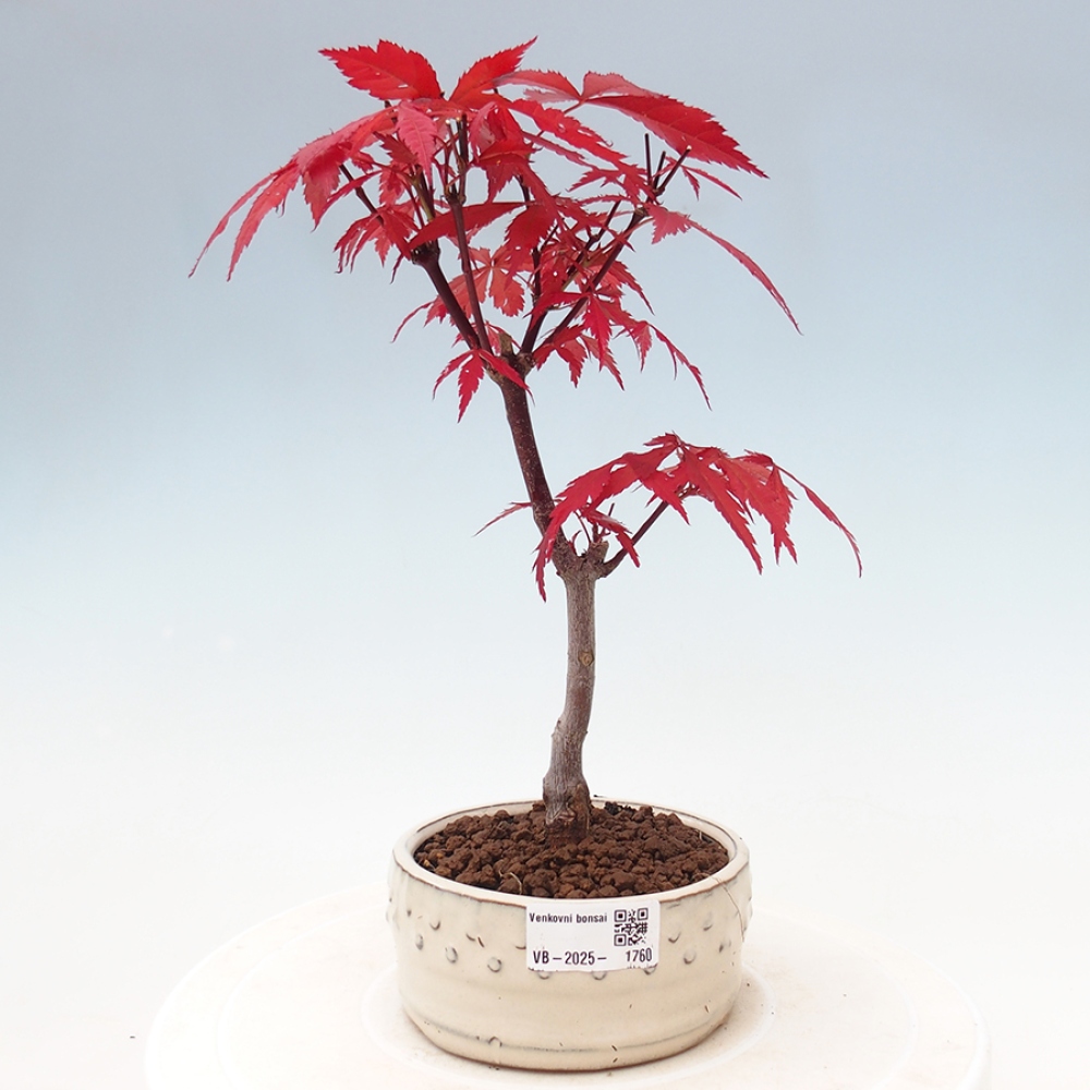 Bonsai im Freien - Acer-Palme. Atropurpureum-Palmenblatt-Ahorn