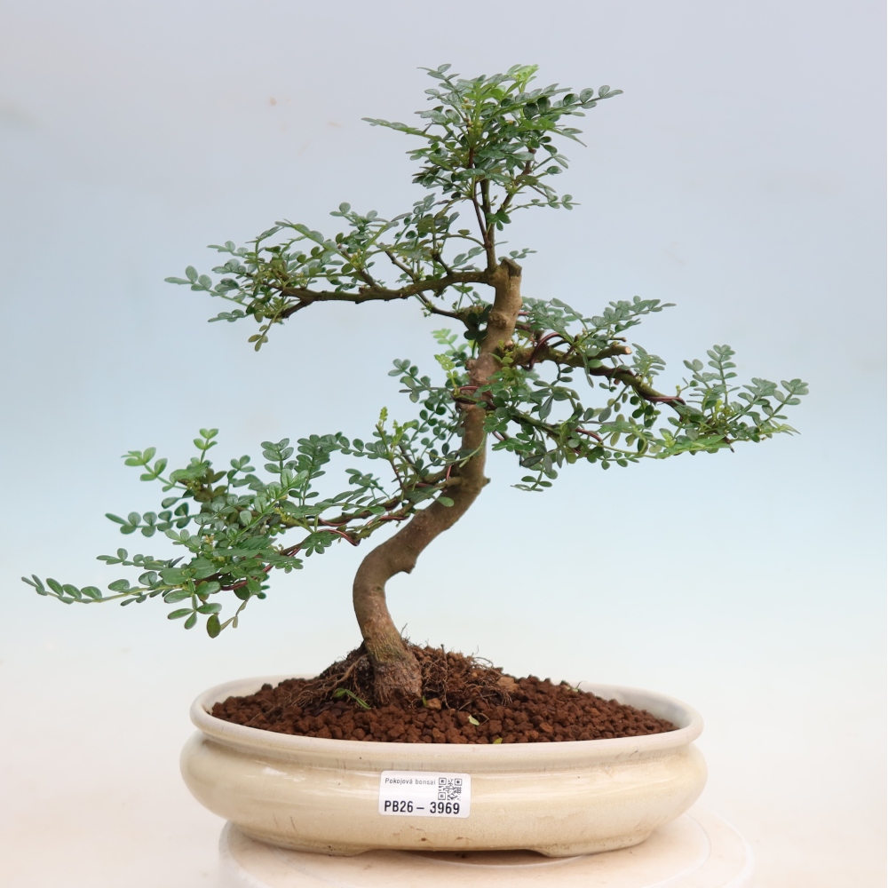 Zimmer Bonsai - Zantoxylum piperitum - Pfefferbaum
