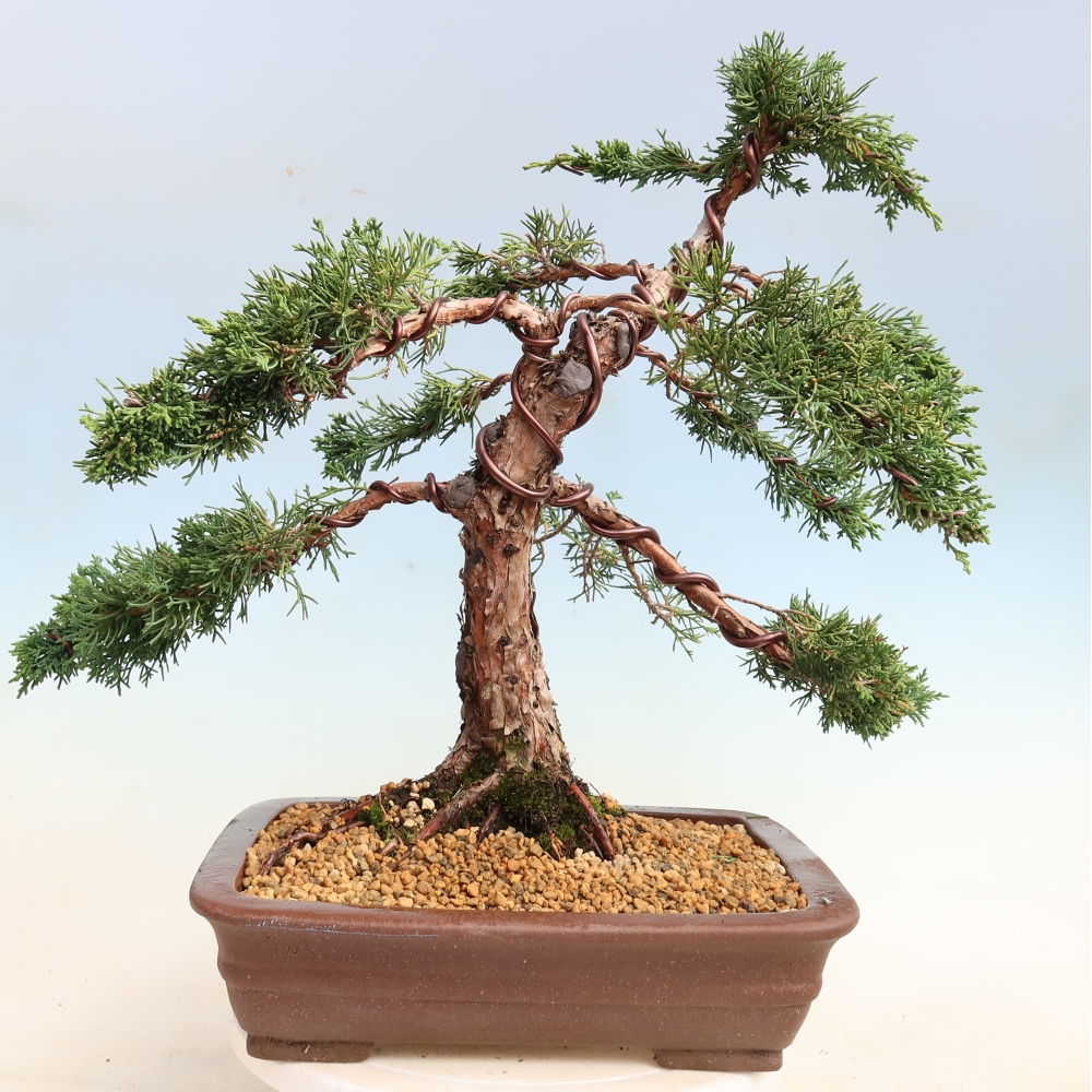 Bonsai für draußen - Juniperus chinensis Kishu