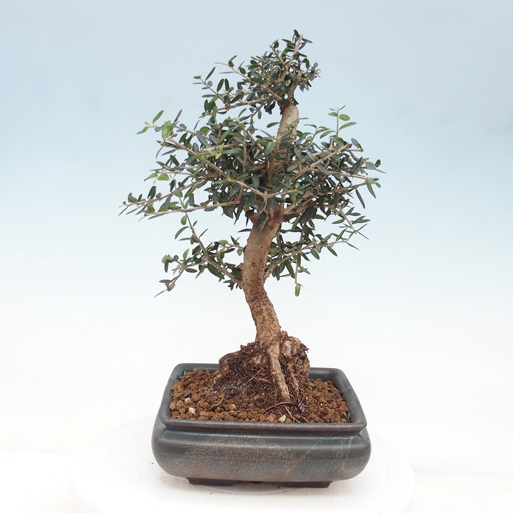 Zimmerbonsai - Olea europaea sylvestris