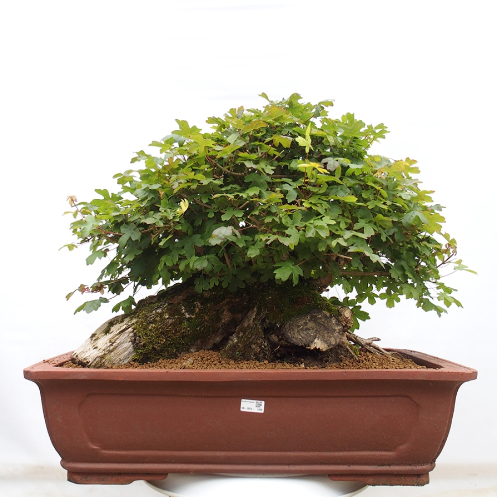 Bonsai im Freien - Französischer Ahorn - Acer Nonspessulanum