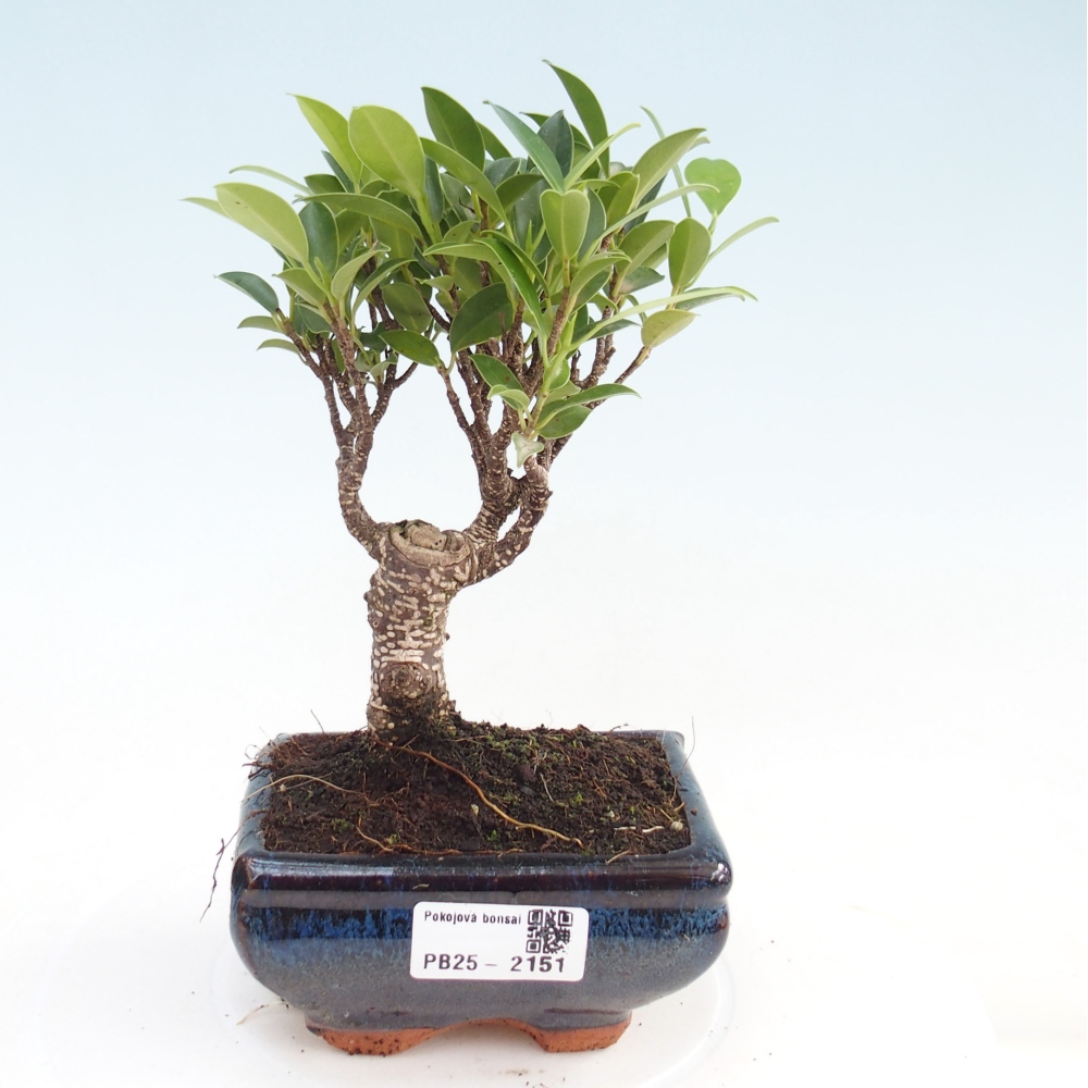Zimmerbonsai - Kleinblättriger Ficus - Ficus kimmen