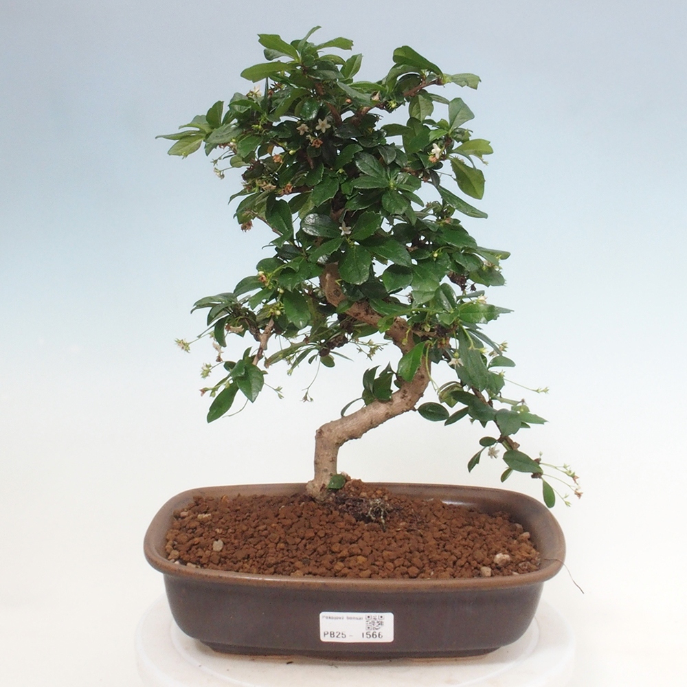 Zimmer Bonsai - Carmona macrophylla - Tea Fuki