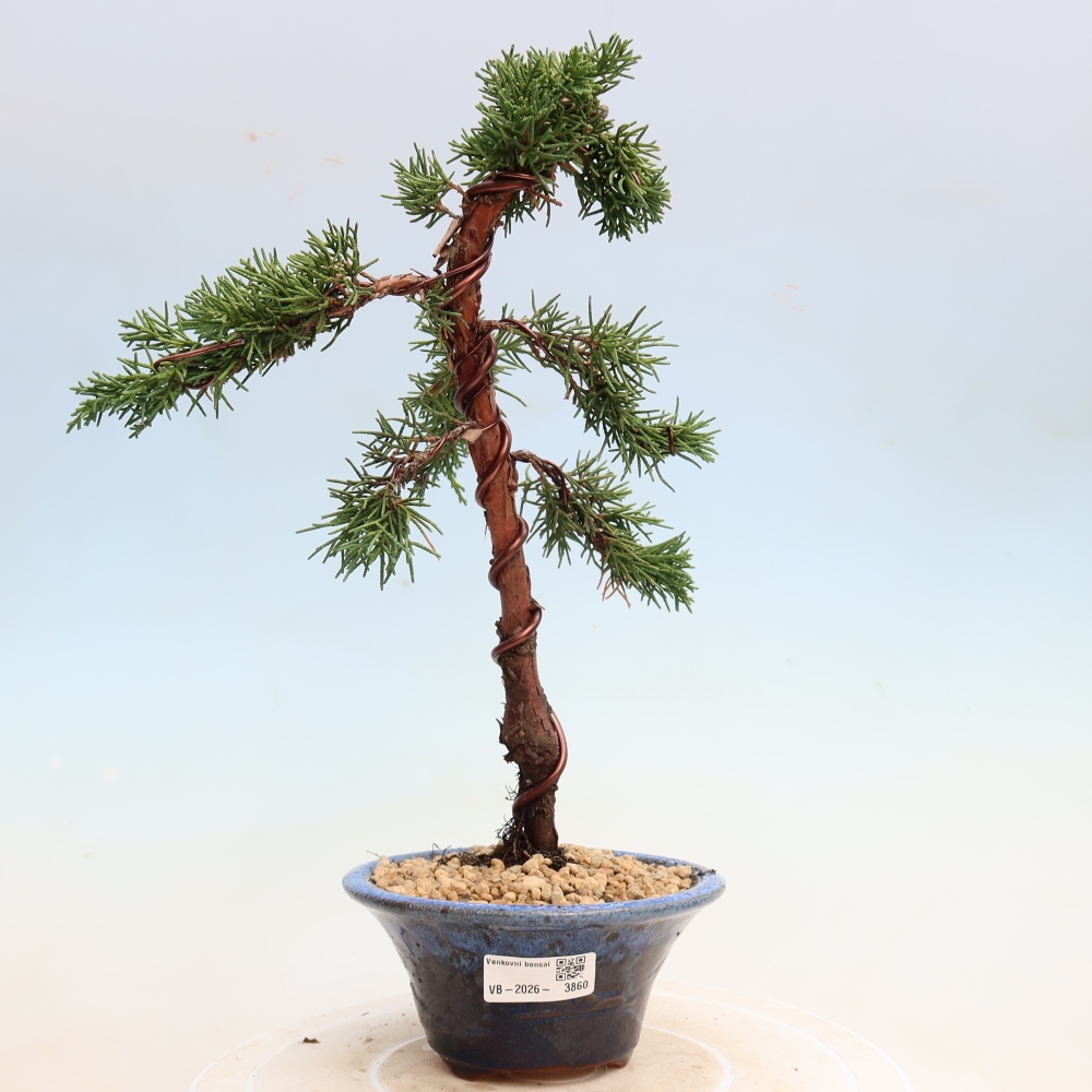 Bonsai für draußen - Juniperus chinensis Kishu