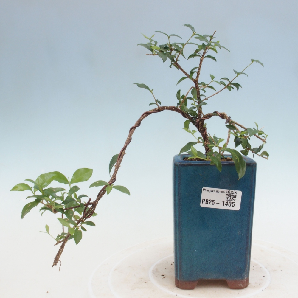 Zimmerbonsai - Malpighia coccigera - Barbdor-Kirsche