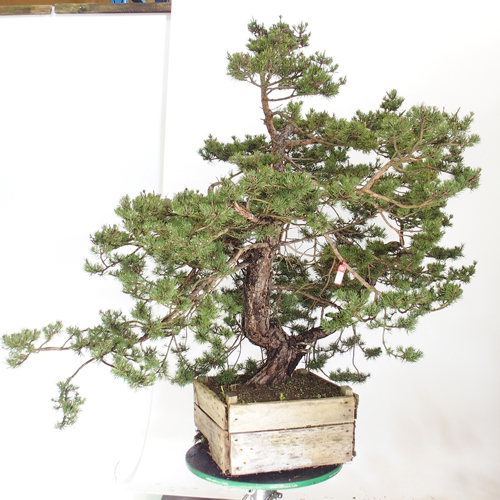 Yamadori - Pinus sylvestris Spanien