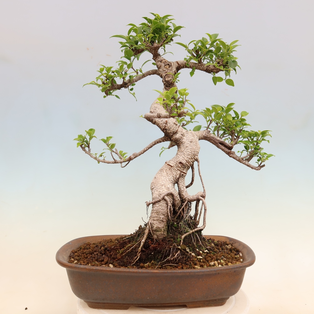 Zimmerbonsai - Ficus kimmen - Kleinblättriger Ficus