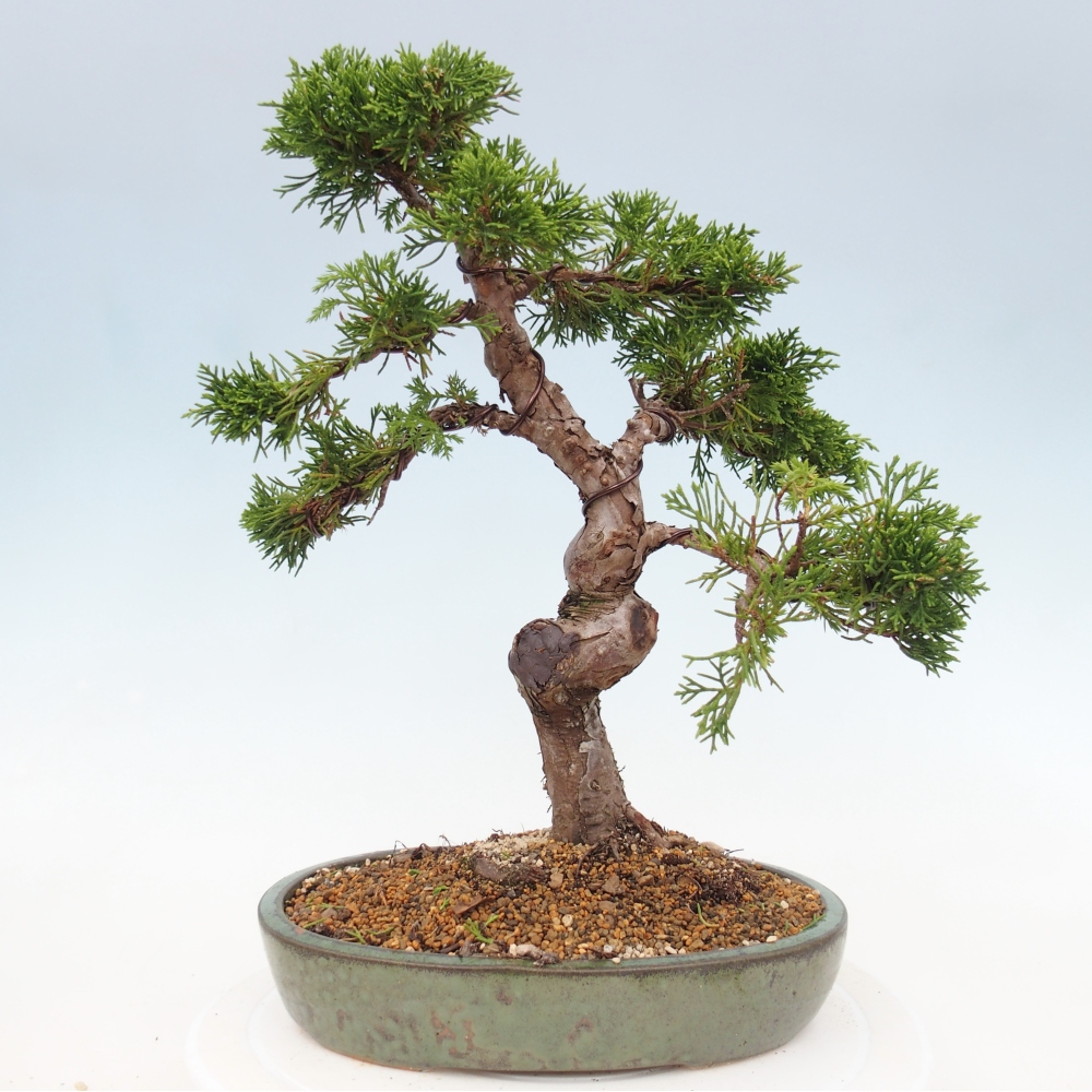 Outdoor bonsai - Juniperus chinensis Itoigawa - Chinese juniper