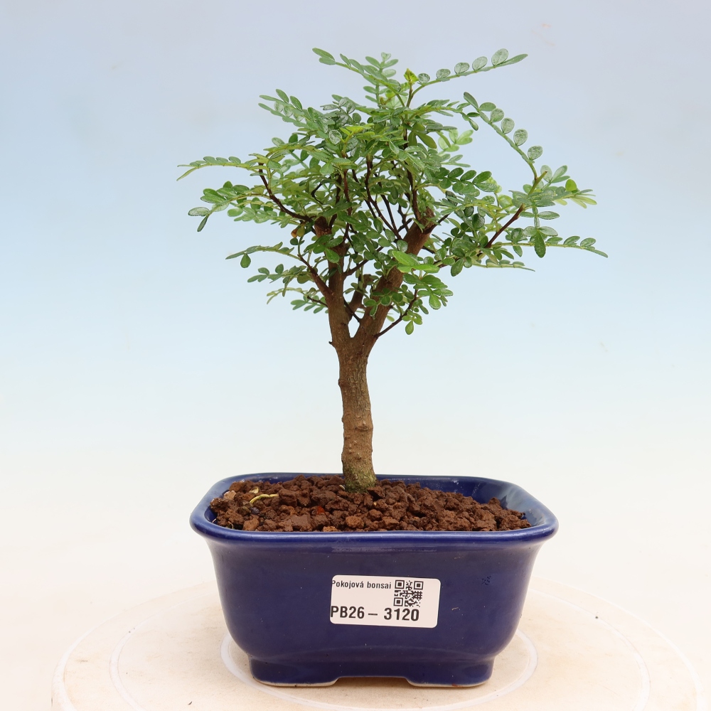 Zimmer Bonsai - Zantoxylum piperitum - Pfefferbaum