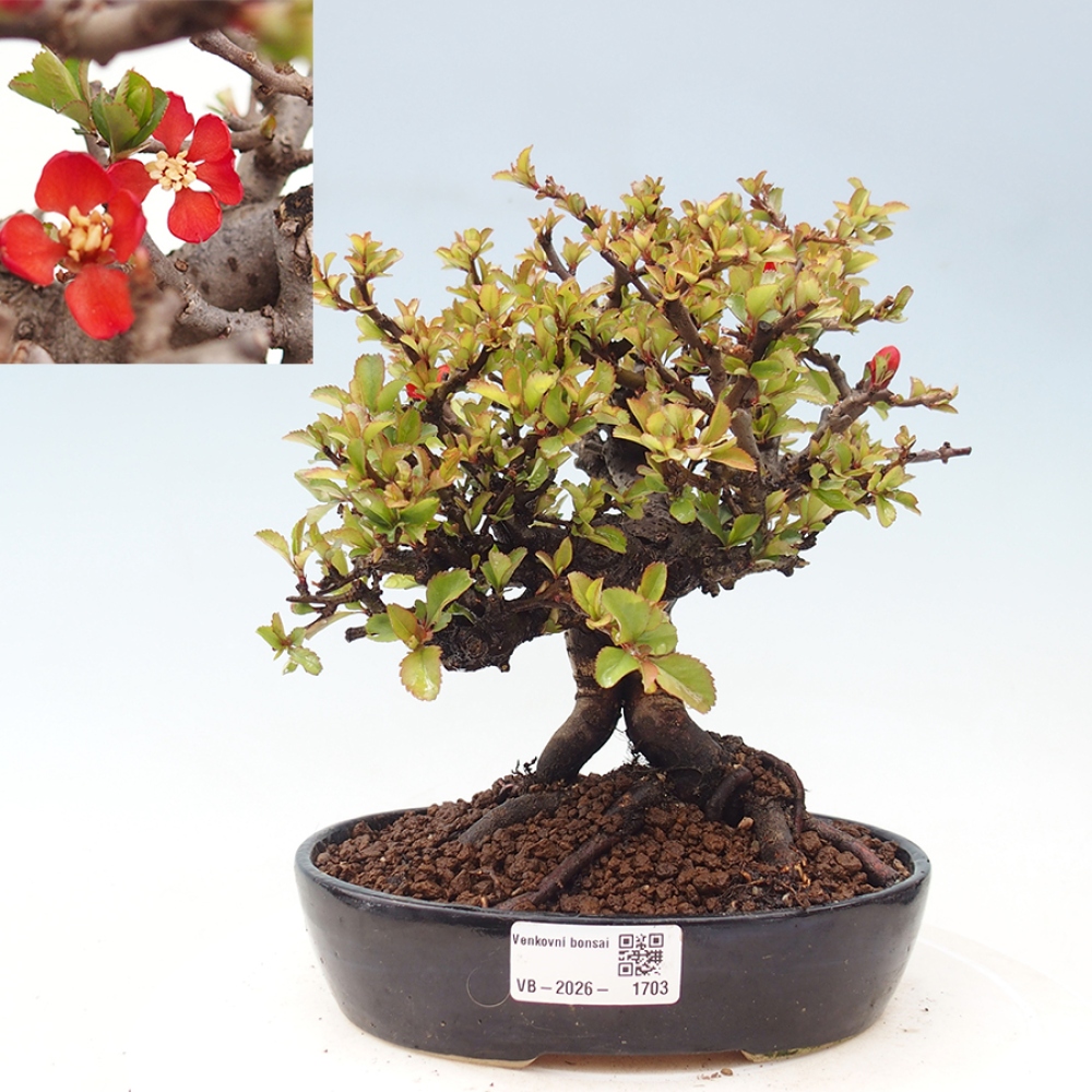 Bonsai für draußen - Chaneomeles speciosa - Quitte