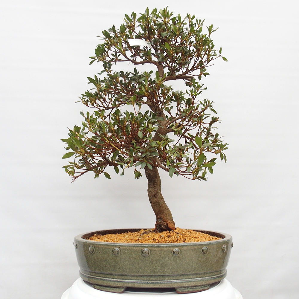 Bonsai für draußen - Japanische Azalee - Azalee CHIHIRO