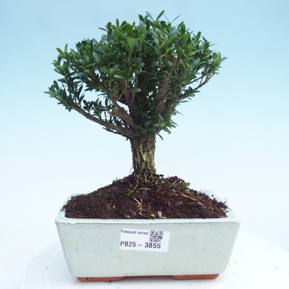 Zimmer Bonsai - Buxus harlandii - Korkbuxus