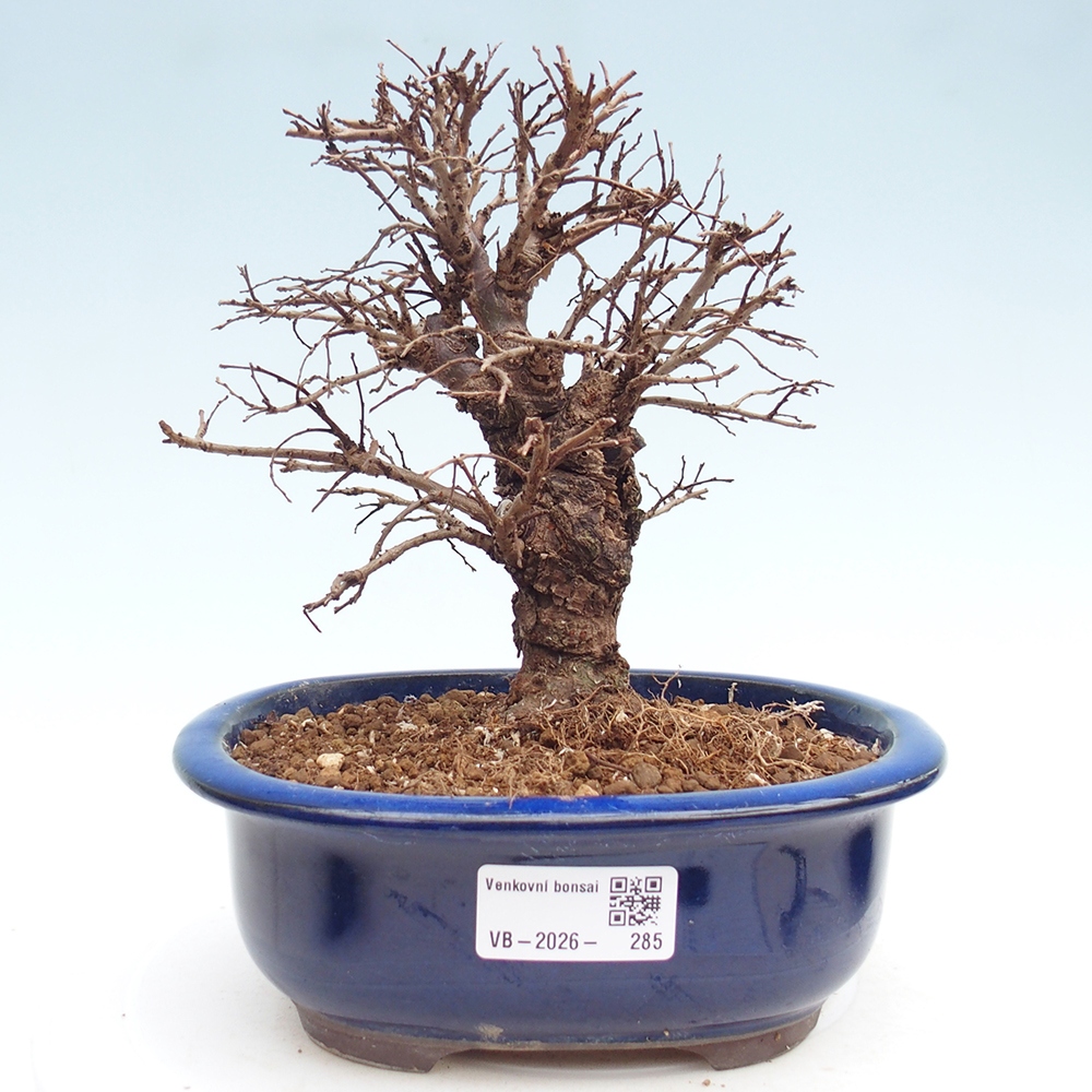 Bonsai für draußen - Zelkova - Zelkova NIRE
