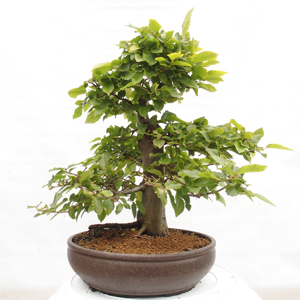 Bonsai im Freien - Hainbuche - Carpinus betulus