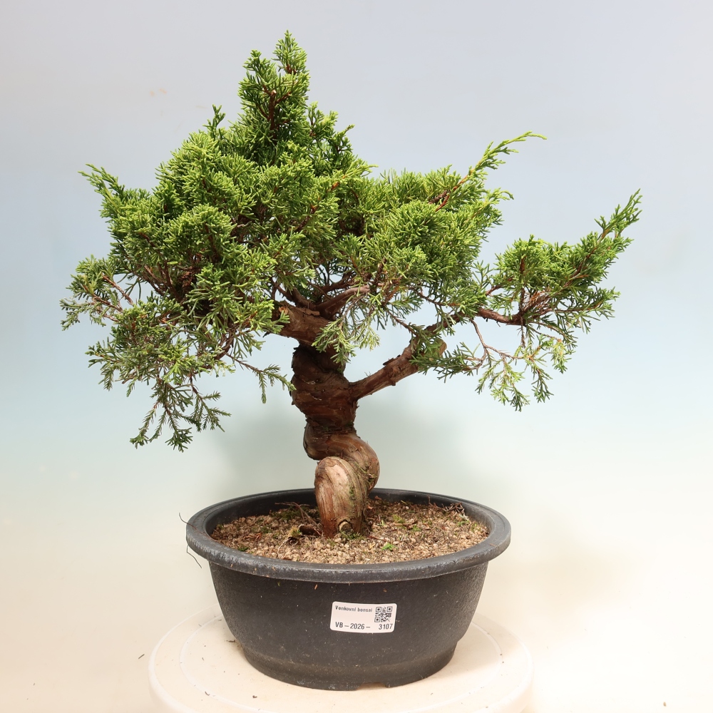 Bonsai für draußen - Juniperus chinensis Itoigawa-Juniperus chinensis