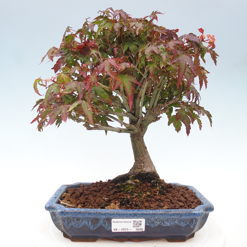 Acer palmatum KIOHIME - Palmetto-Ahorn