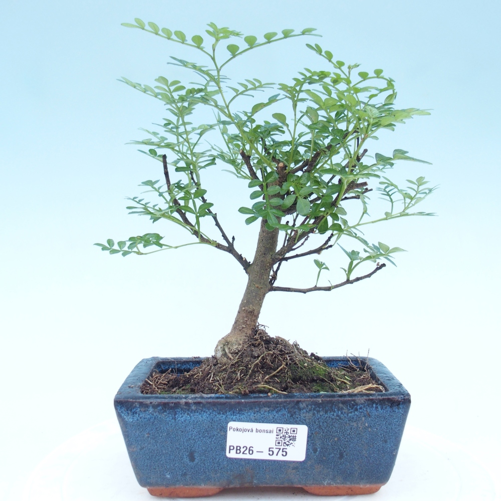 Zimmer Bonsai - Zantoxylum piperitum - Pfefferbaum