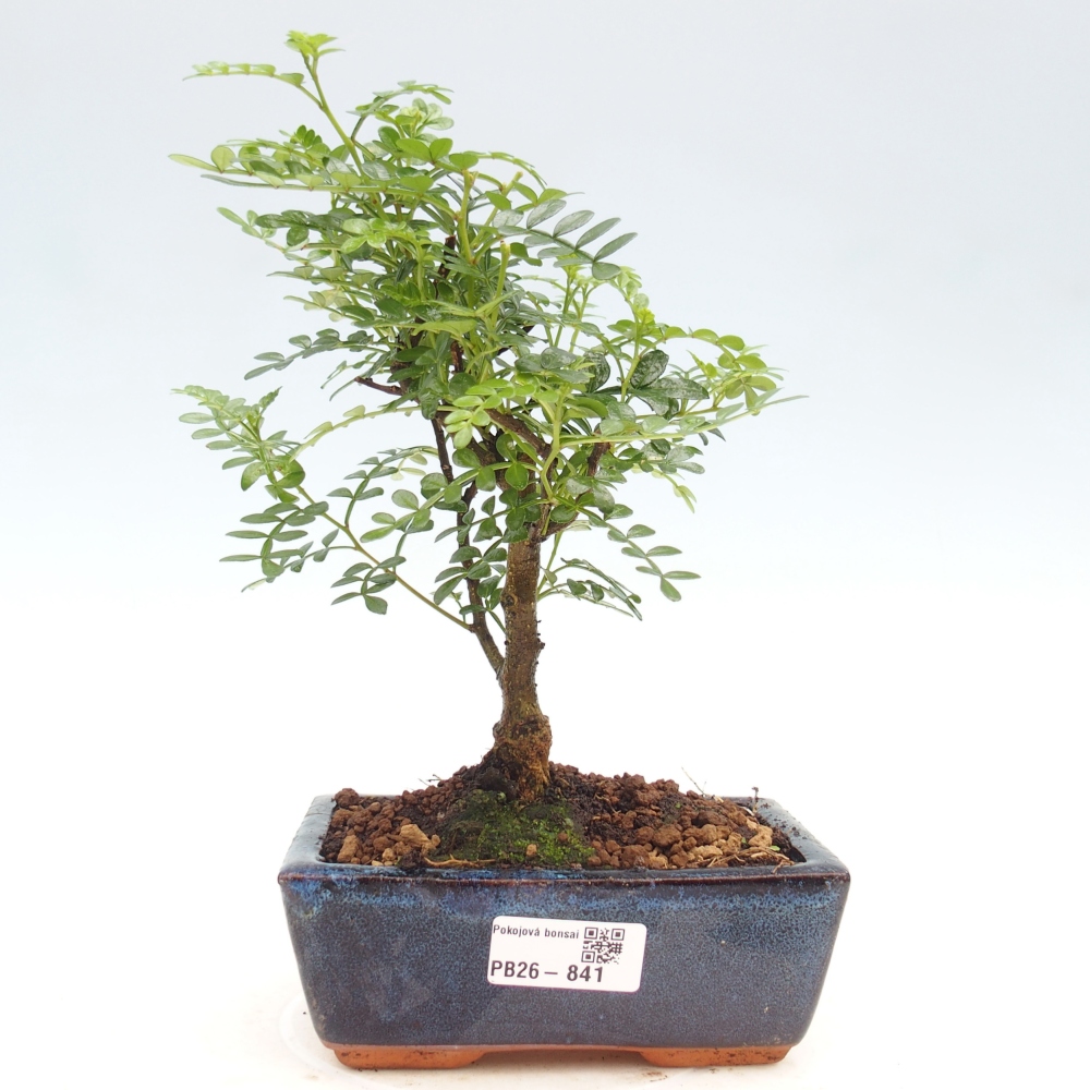 Zimmer Bonsai - Zantoxylum piperitum - Pfefferbaum