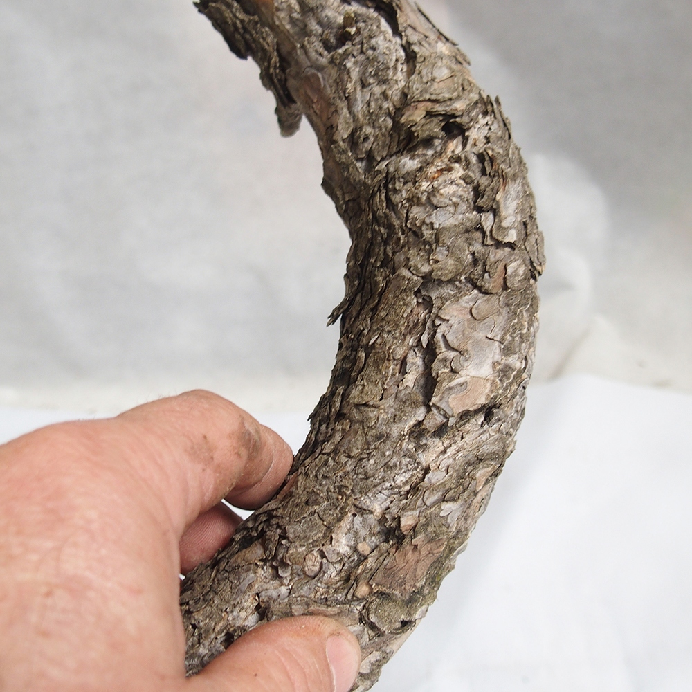 Yamadori - Pinus sylvestris 
