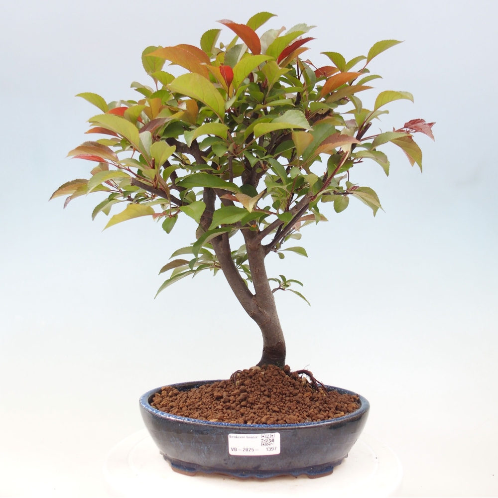 Freilandbonsai - Malus Domestica - Kleinfruchtiger rotblättriger Apfelbaum