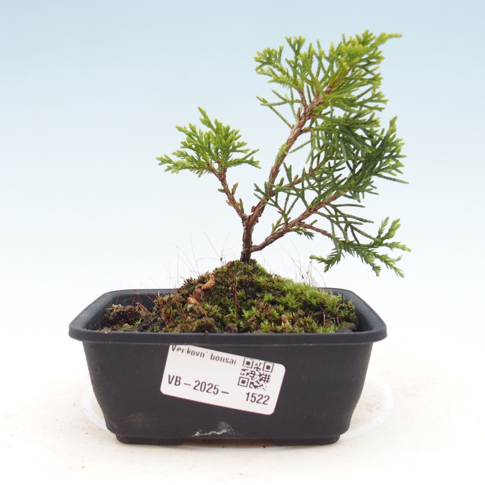 Outdoor bonsai - Juniperus chinensis Itoigawa - Chinese juniper