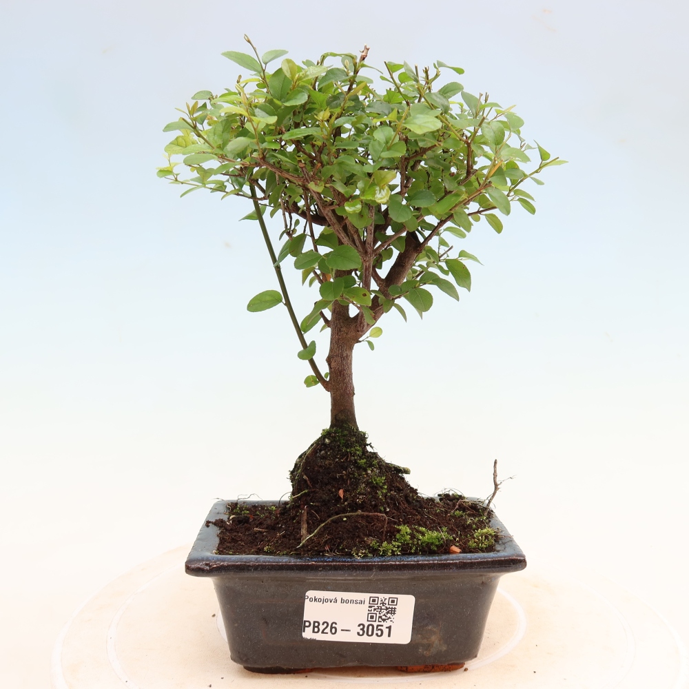 Zimmer Bonsai - Sageretia thea - Sageretia thea