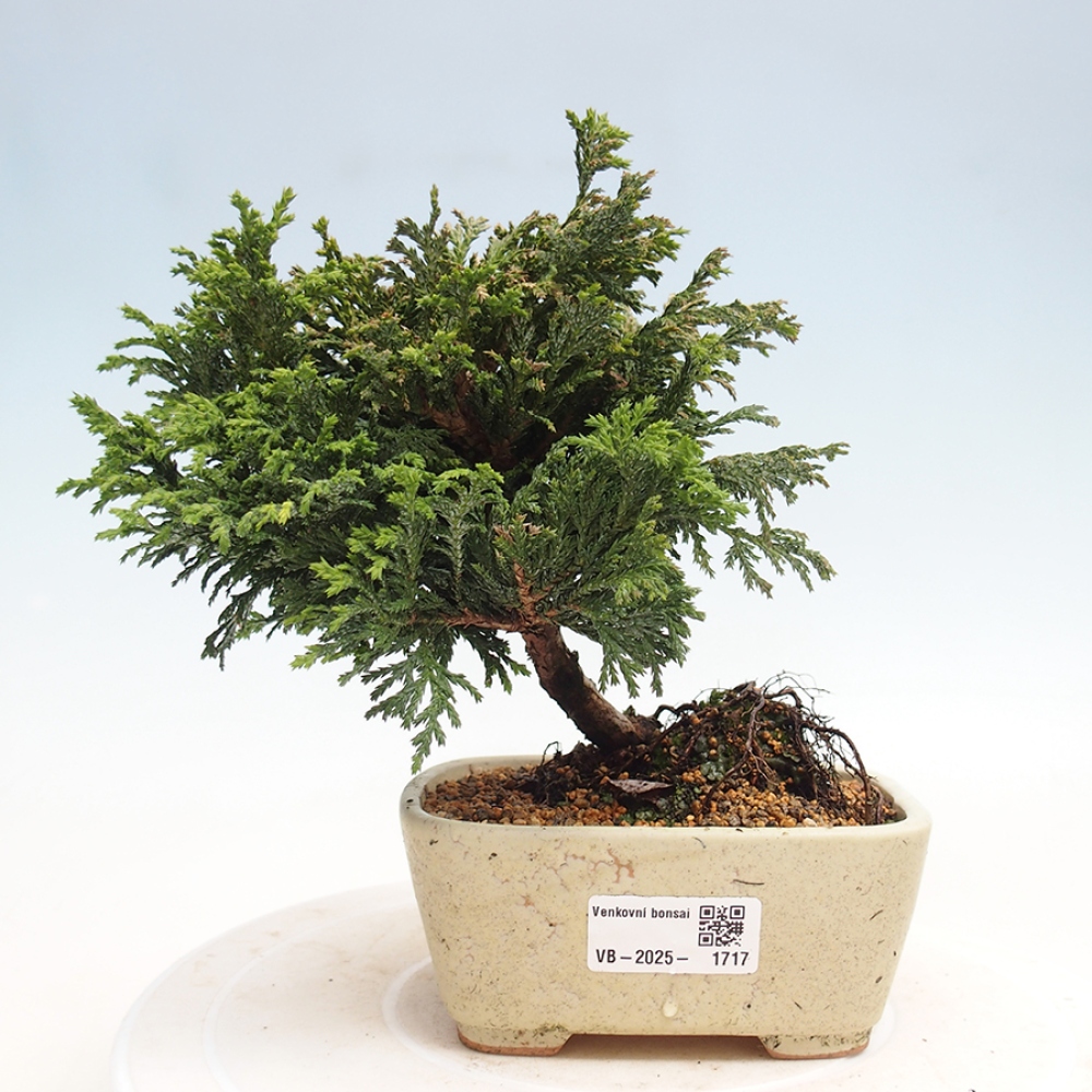 Bonsai im Freien - Cham.pis Parslori - Zypresse