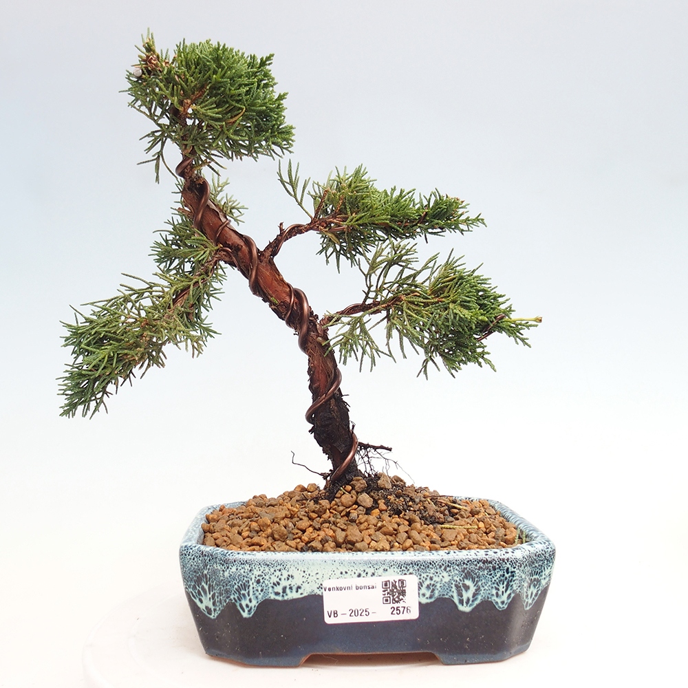 Bonsai im Freien - Juniperus chinensis Kishu - Chinesischer Wacholder