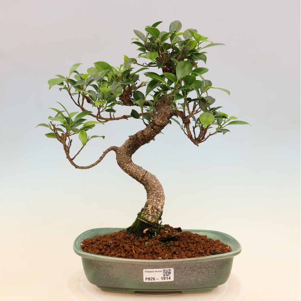 Zimmerbonsai - Ficus kimmen - Kleinblättriger Ficus