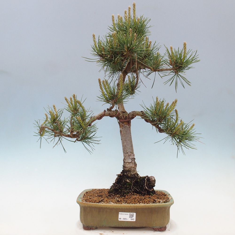 Bonsai im Freien - Pinus Sylvestris - Waldkiefer