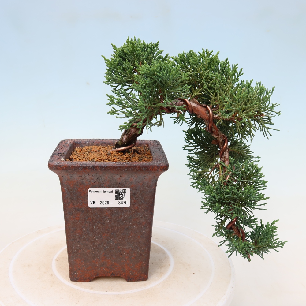 Bonsai für draußen - Juniperus chinensis Kishu