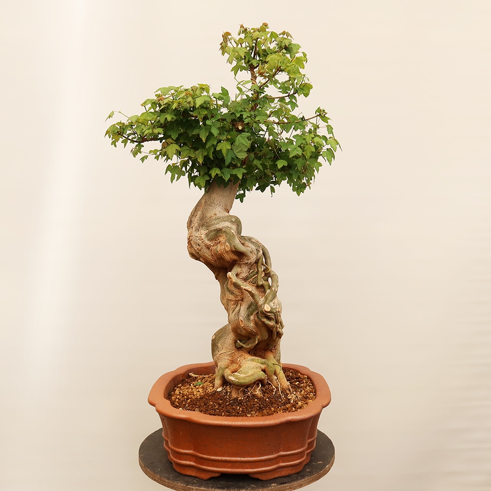 Bonsai für draußen - Ahorn Burger - Acer Burgerianum