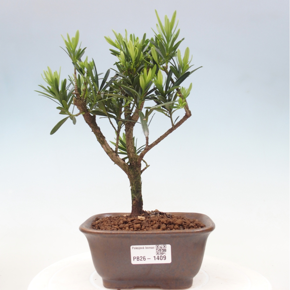 Zimmerbonsai - Podocarpus - Stein-Eibe