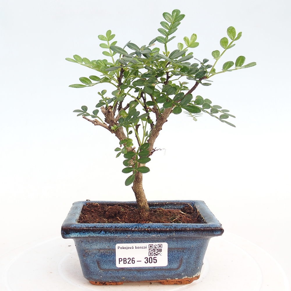 Zimmer Bonsai - Zantoxylum piperitum - Pfefferbaum