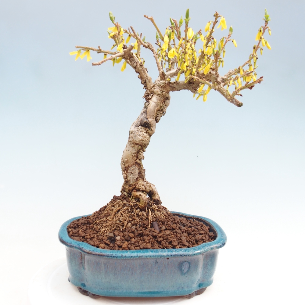 Bonsai für draußen - Zlatice - Forsythia koreana
