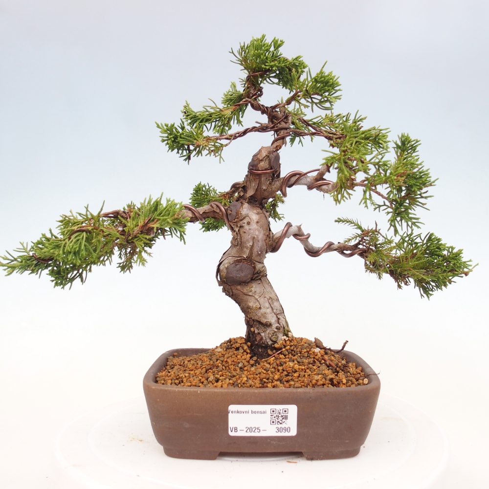 Outdoor bonsai - Juniperus chinensis Itoigawa - Chinese juniper