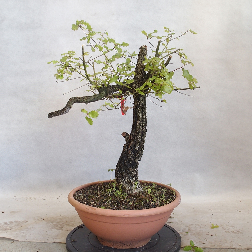 Freilandbonsai Quercus Cerris - Eiche Cer
