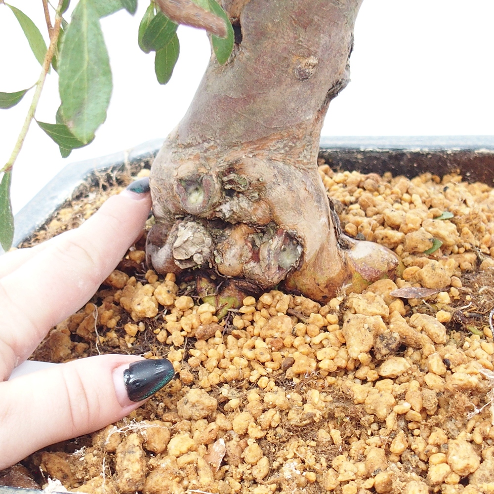 Bonsai für draußen - Japanische Azalee - Azalea satsuki