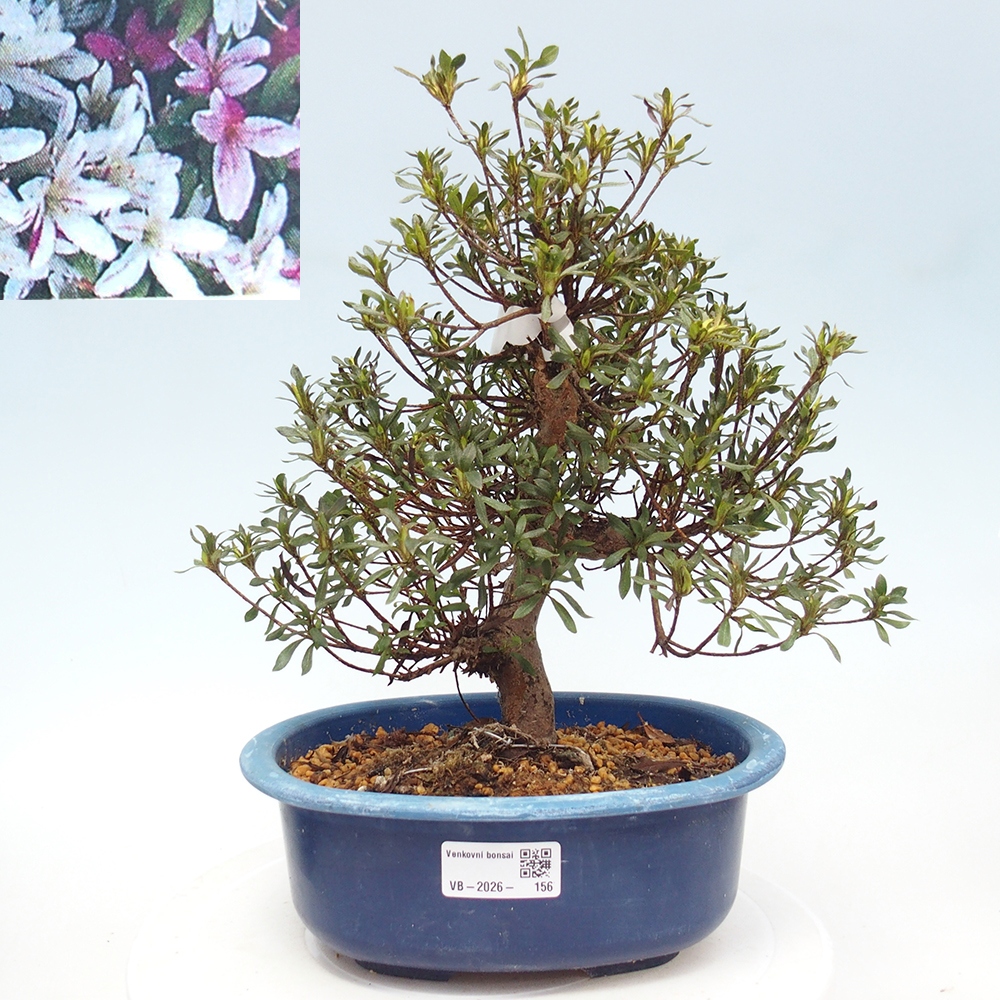 Bonsai für draußen - Japanische Azalee - Azalea Ryusen