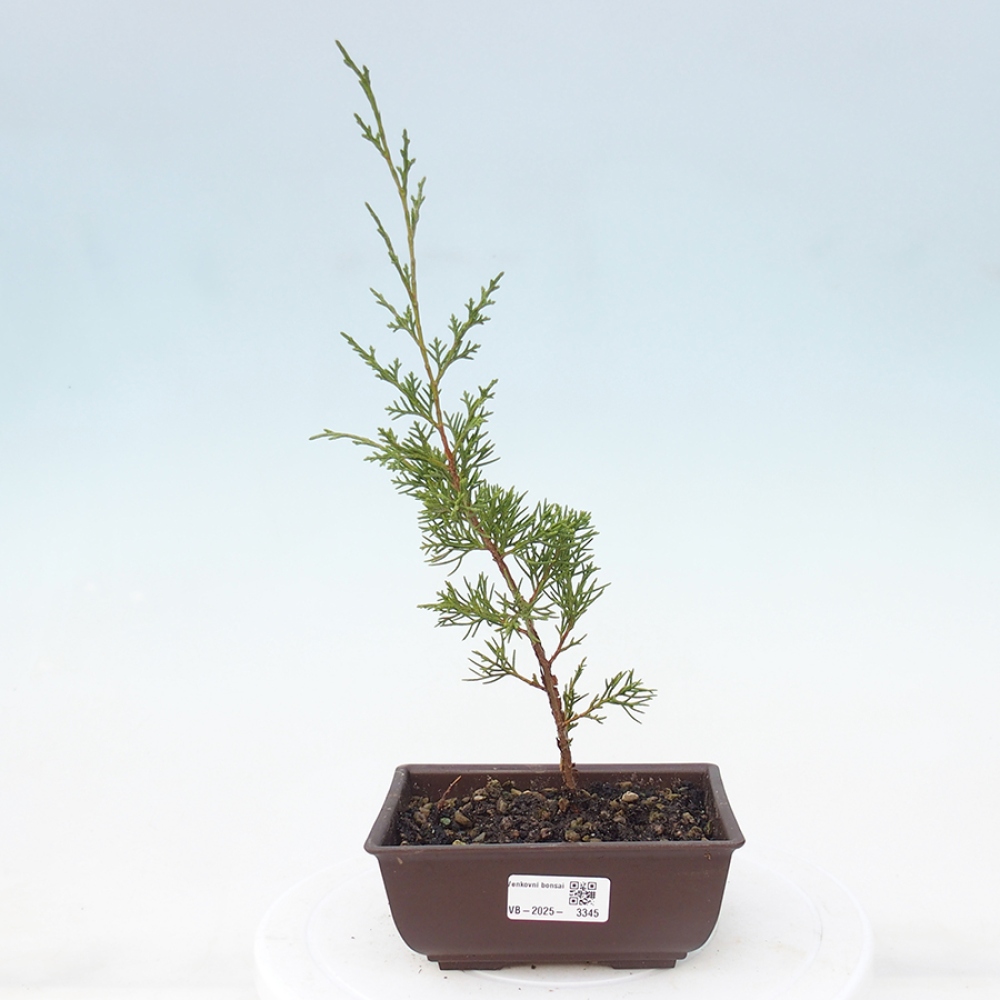 Outdoor bonsai - Juniperus chinensis Itoigawa - Chinese juniper