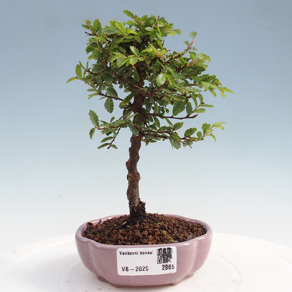 Bonsai im Freien - Ulmus parvifolia Sagei - Kleinblättrige Ulme
