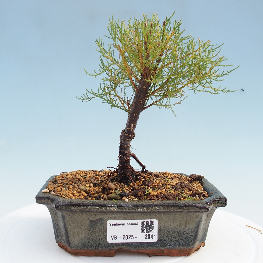 Bonsai im Freien - Tamarix - Tamarix