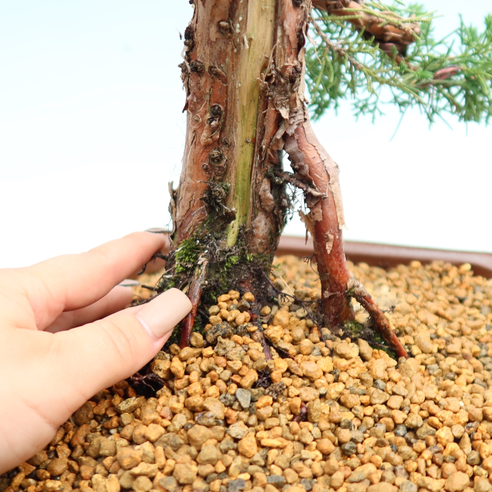 Bonsai für draußen - Juniperus chinensis Kishu