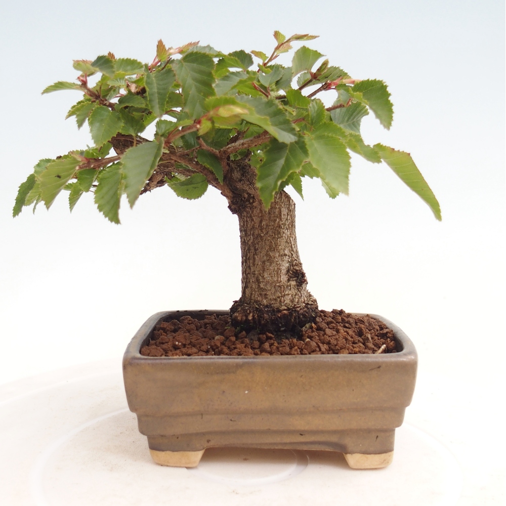Outdoor-Bonsai -Carpinus CARPINOIDES - Koreanisch Hainbuche