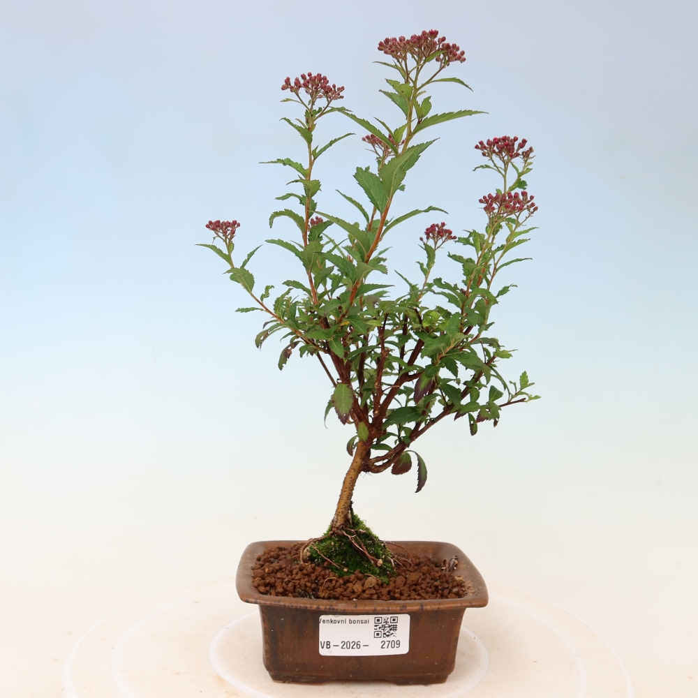 Bonsai für den Außenbereich – Japanische Spirea – Spirea japonica Anthony Waterer